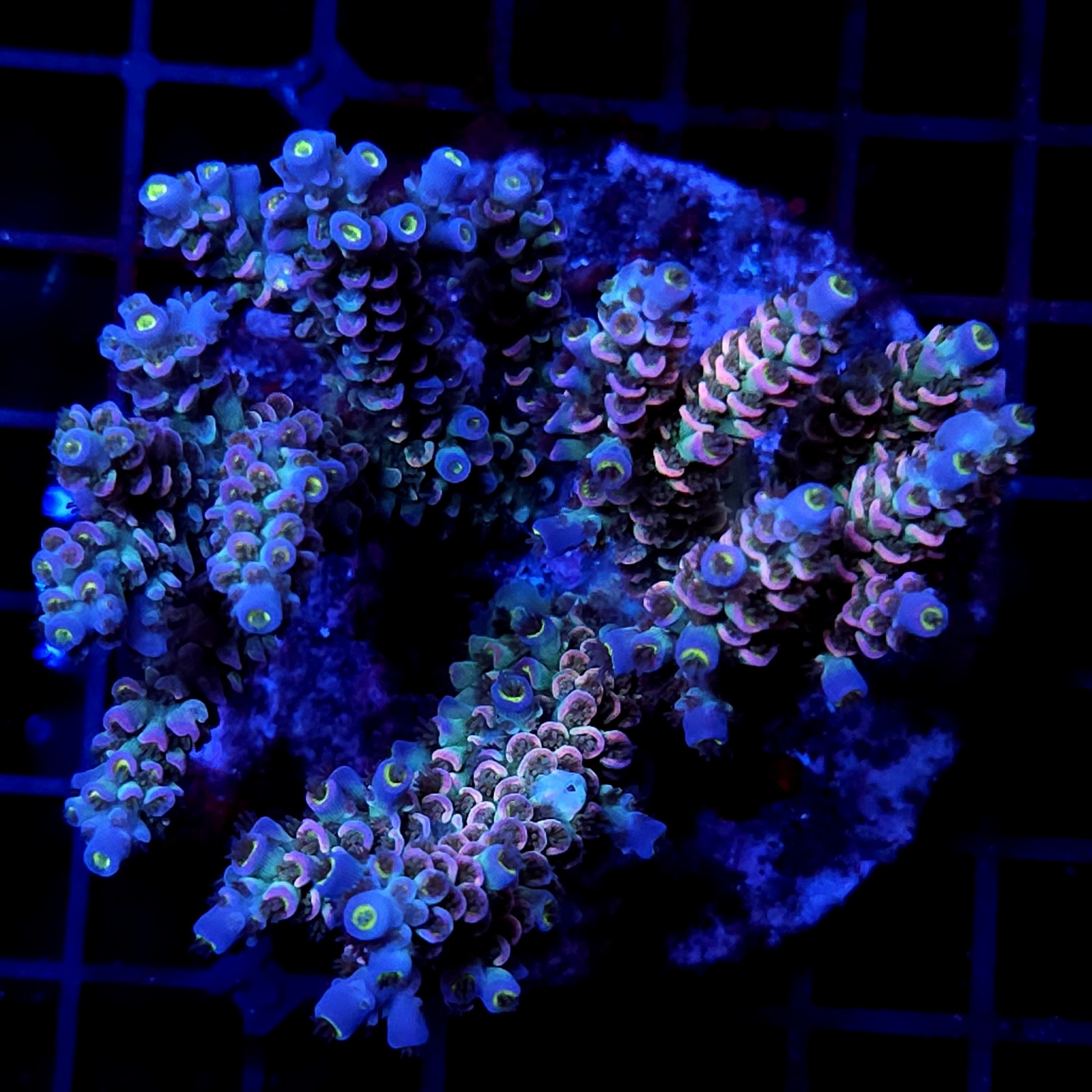 CC25 - Acropora