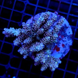 CC27 - Acropora