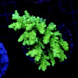 *CC28 - Acropora