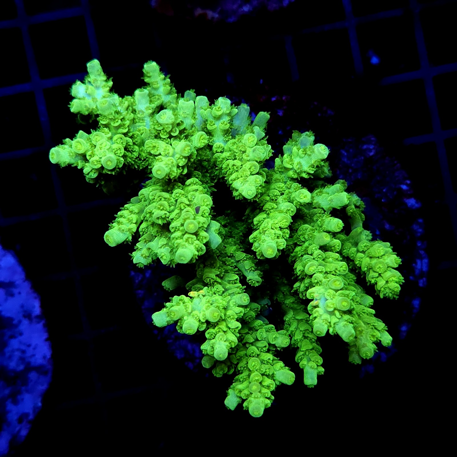 *CC28 - Acropora