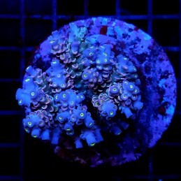 CC29 - Acropora
