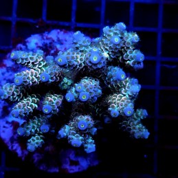 CC30 - Acropora