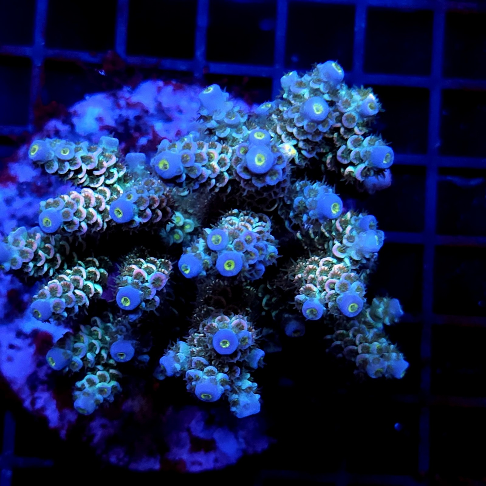 CC30 - Acropora