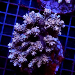 CC34 - Acropora