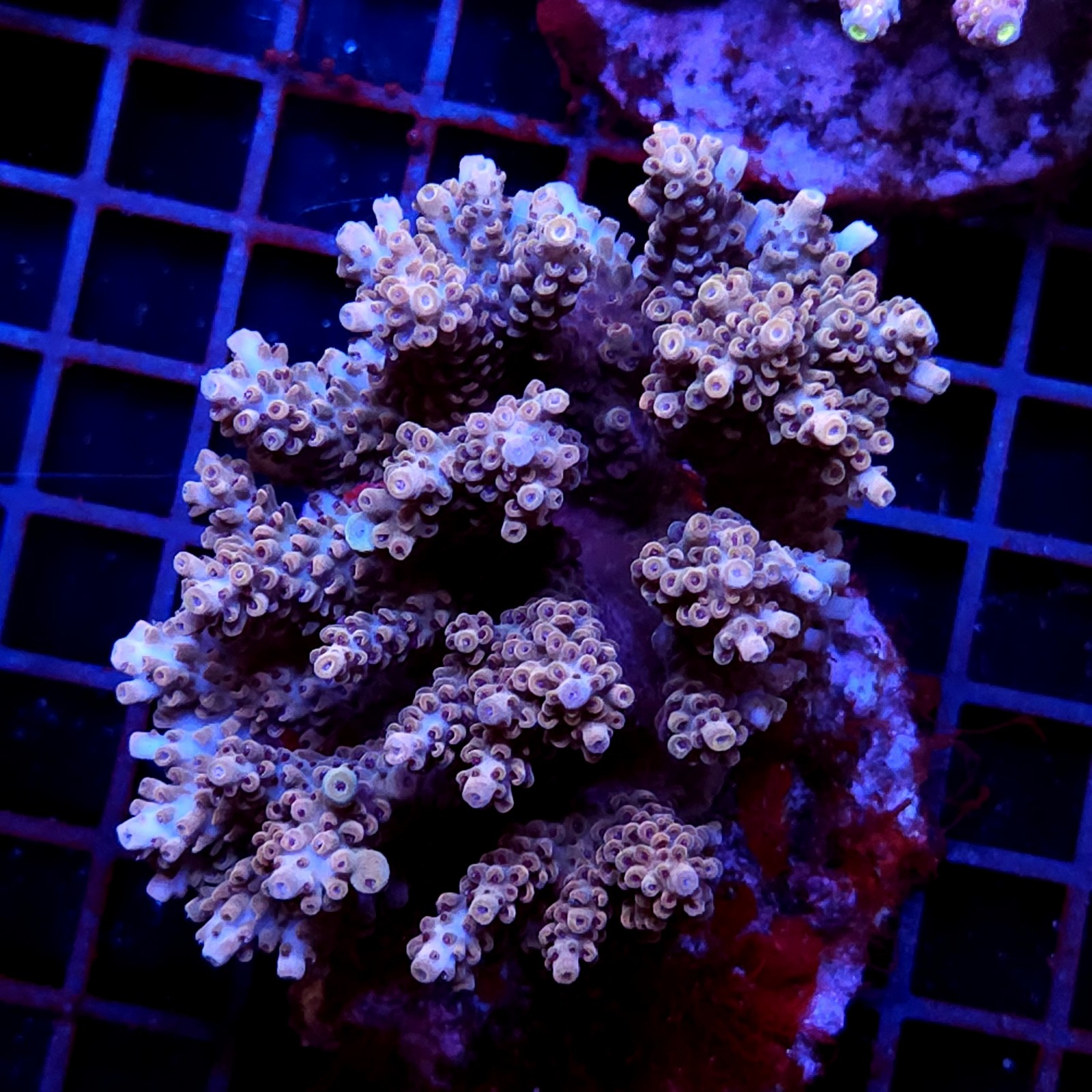 CC34 - Acropora