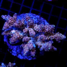 CC35 - Acropora
