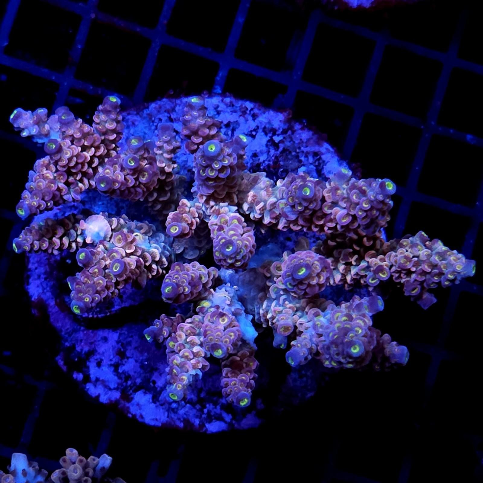 CC35 - Acropora
