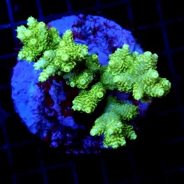 CC36 - Acropora