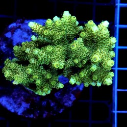 CC37 - Acropora