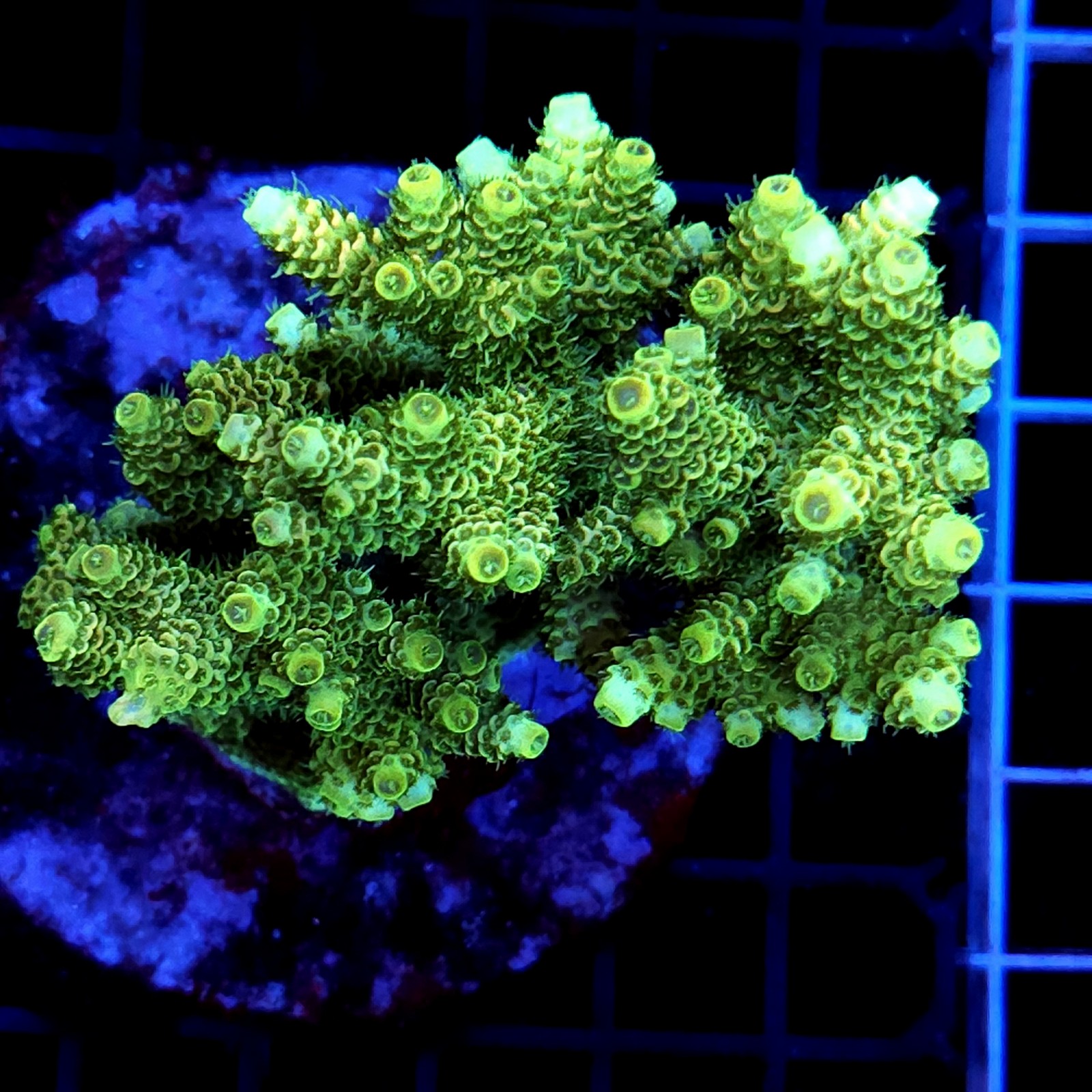 CC37 - Acropora