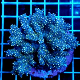 CC40 - Acropora