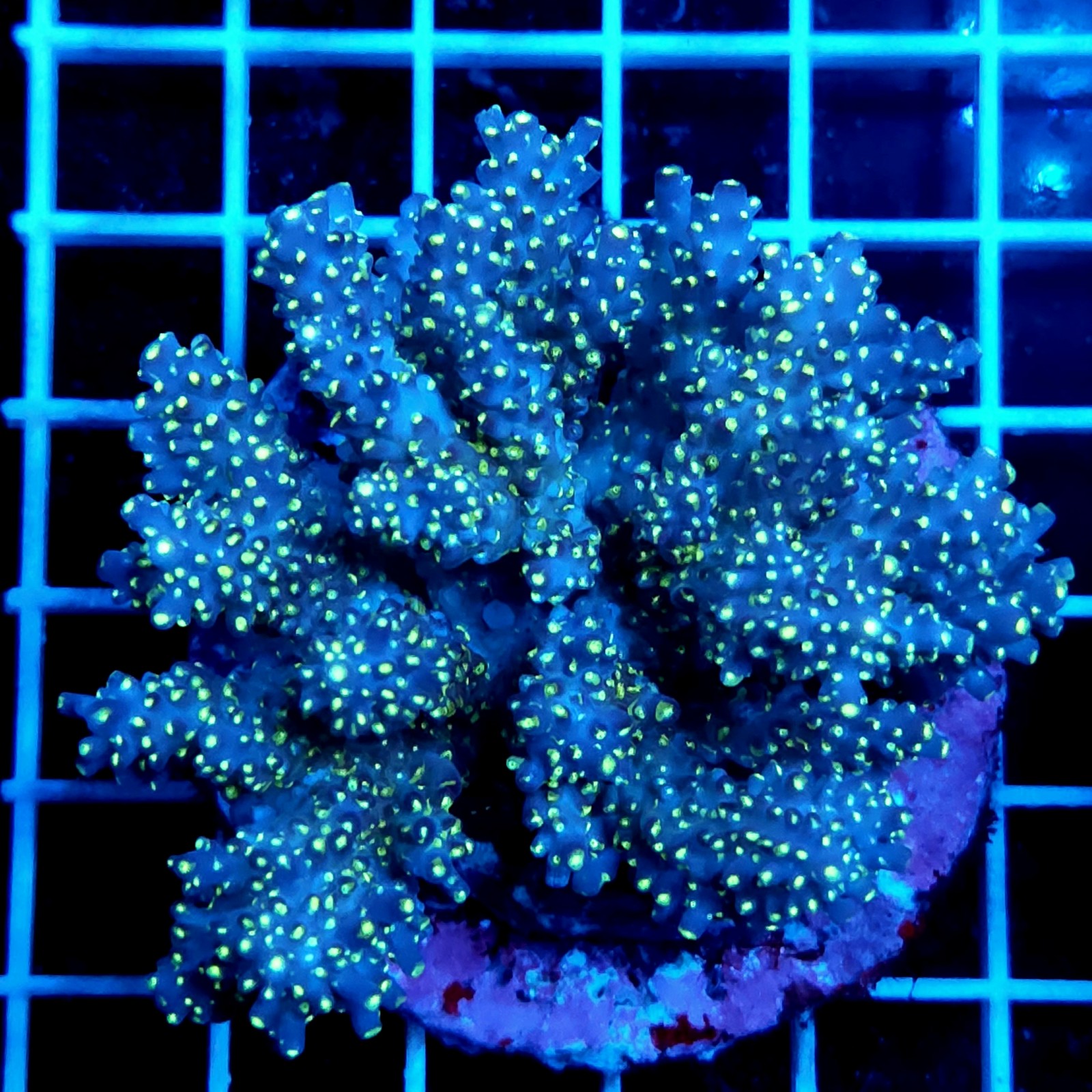 CC40 - Acropora