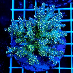 CC42 - Acropora