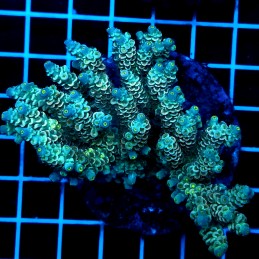 CC45 - Acropora