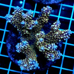 CC46 - Acropora