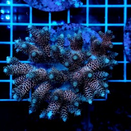 CC49 - Acropora