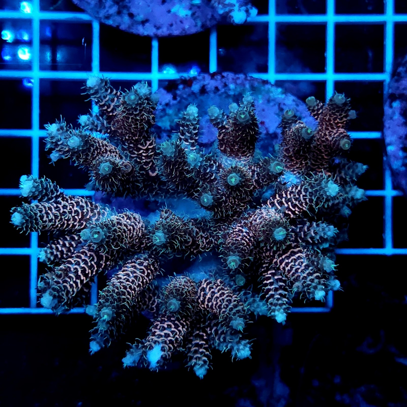 CC49 - Acropora