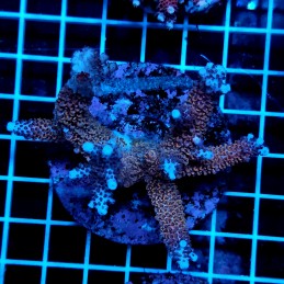 CC50 - Acropora