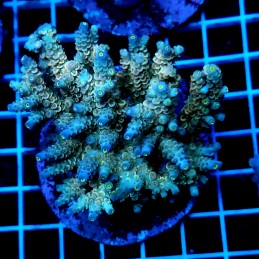 CC54 - Acropora