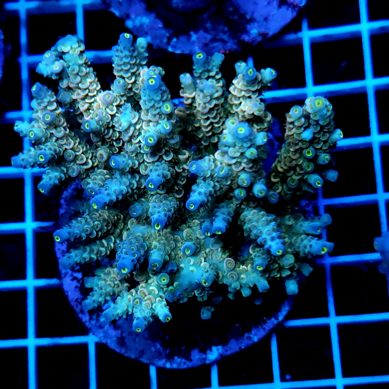 CC54 - Acropora