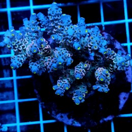 CC57 - Acropora