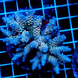 CC58 - Acropora