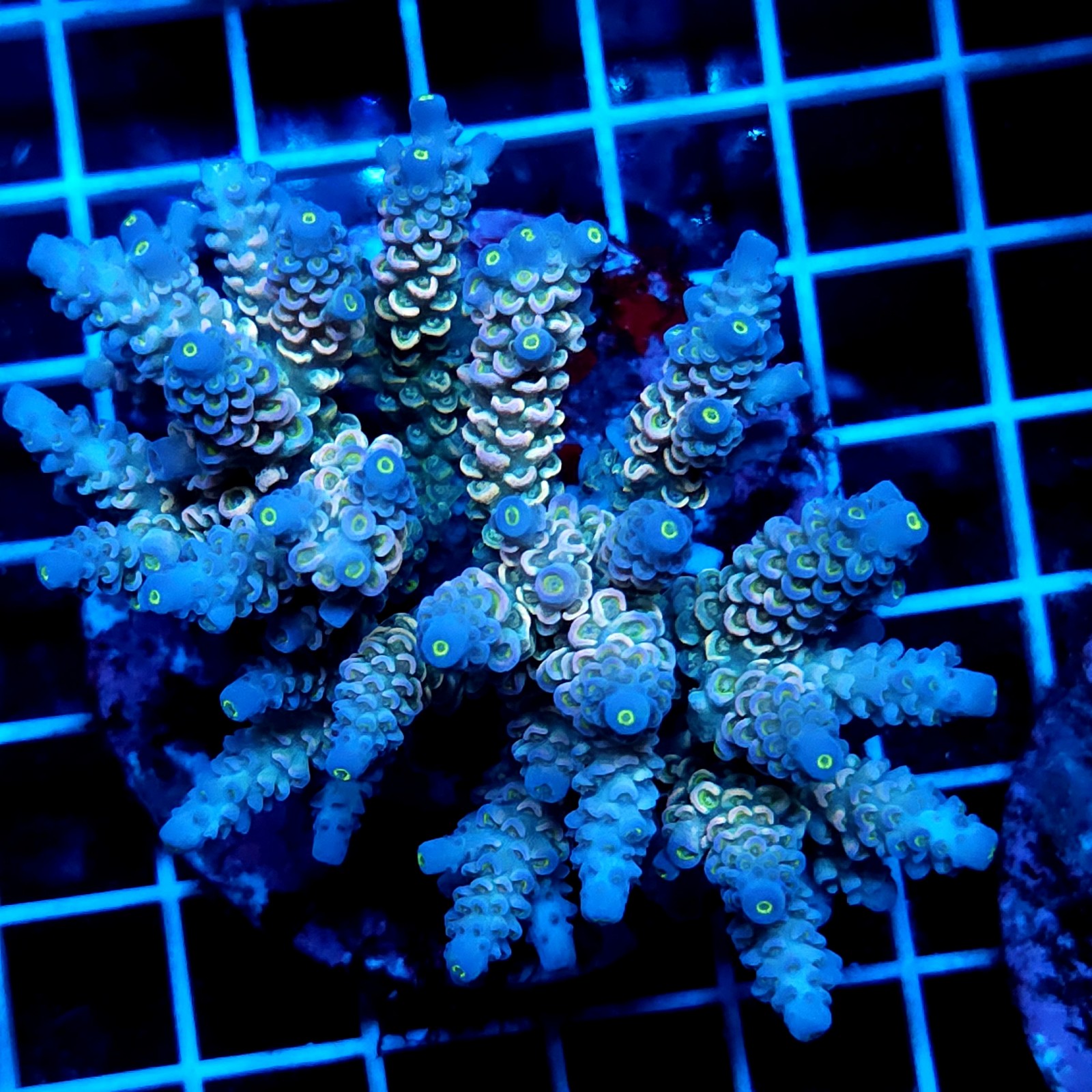 CC58 - Acropora
