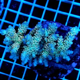 CC60 - Acropora