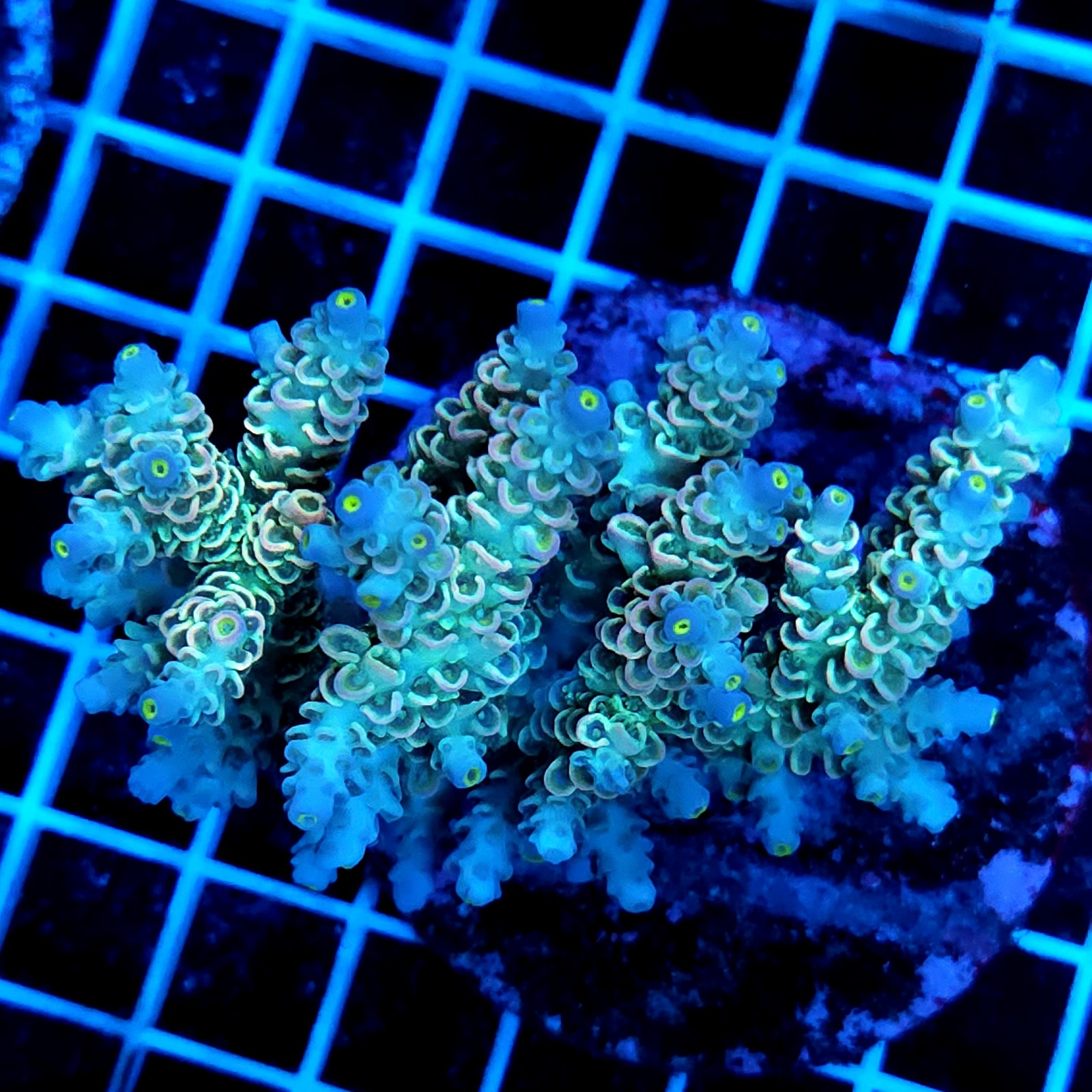 CC60 - Acropora
