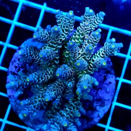 CC61 - Acropora