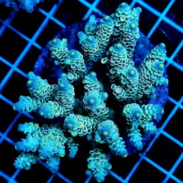 CC63 - Acropora