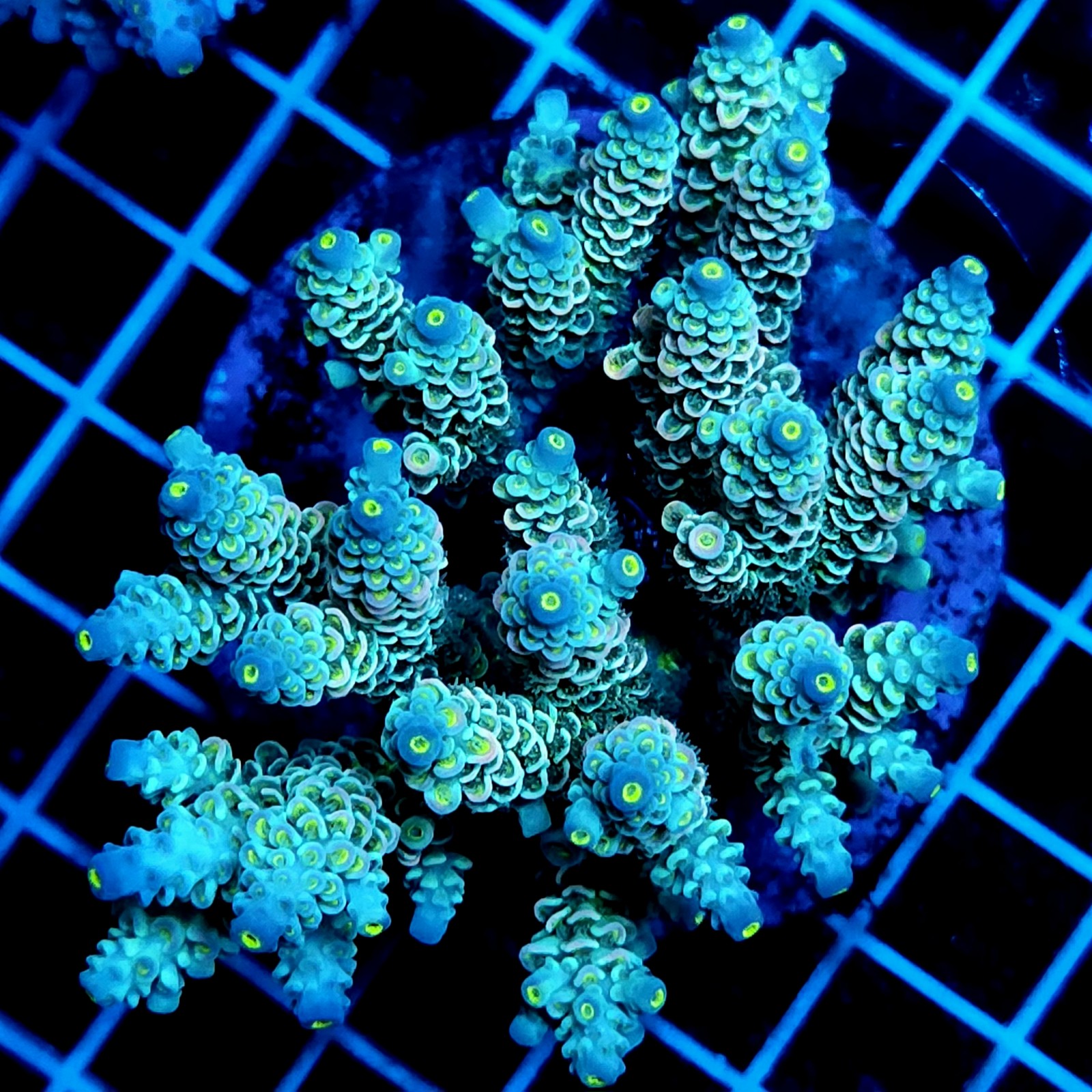CC63 - Acropora