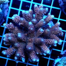 CC64 - Acropora