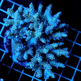 CC67 - Acropora