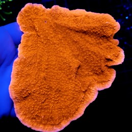 CC69 - Montipora