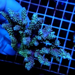 CC479 - Acropora