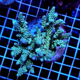 CC480 - Acropora