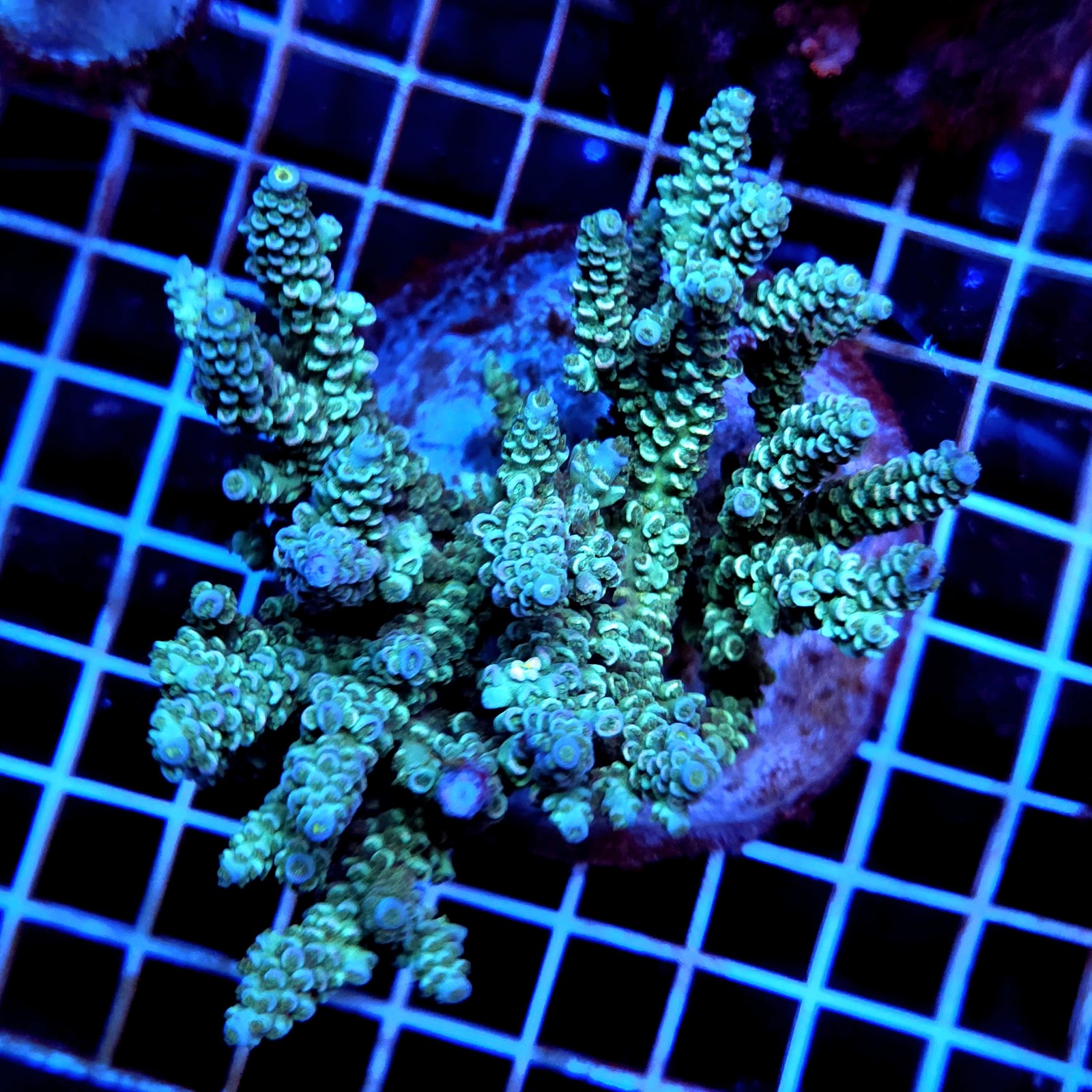 CC480 - Acropora