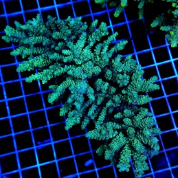 CC484 - Acropora
