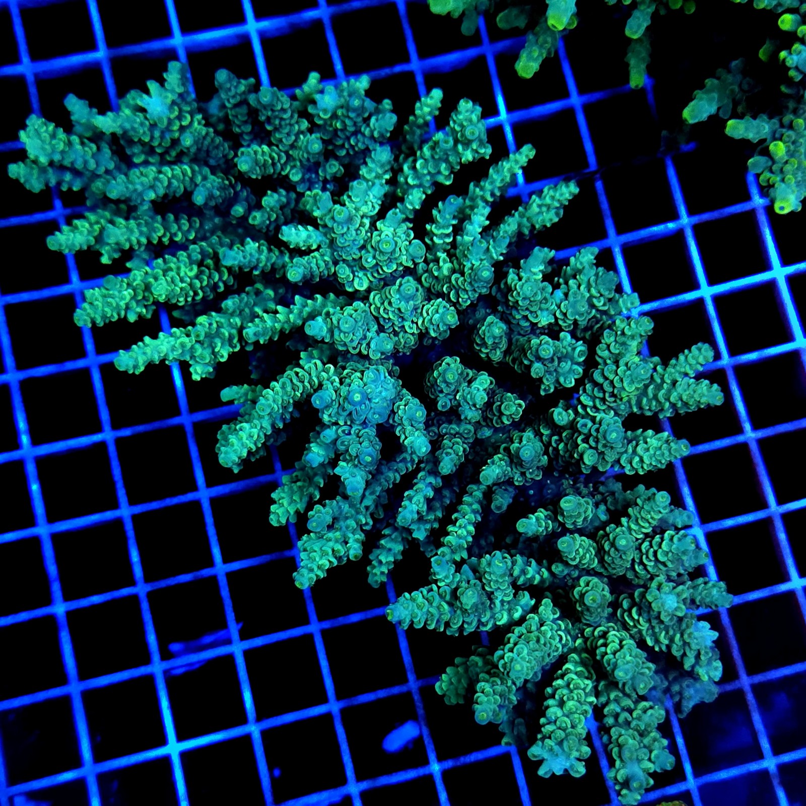 CC484 - Acropora