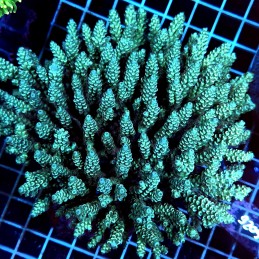 CC485 - Acropora