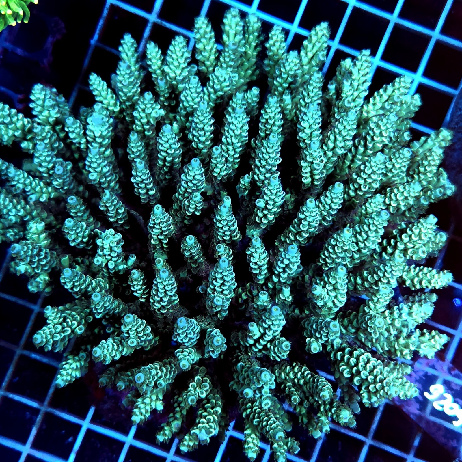 CC485 - Acropora