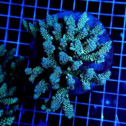 CC487 - Acropora