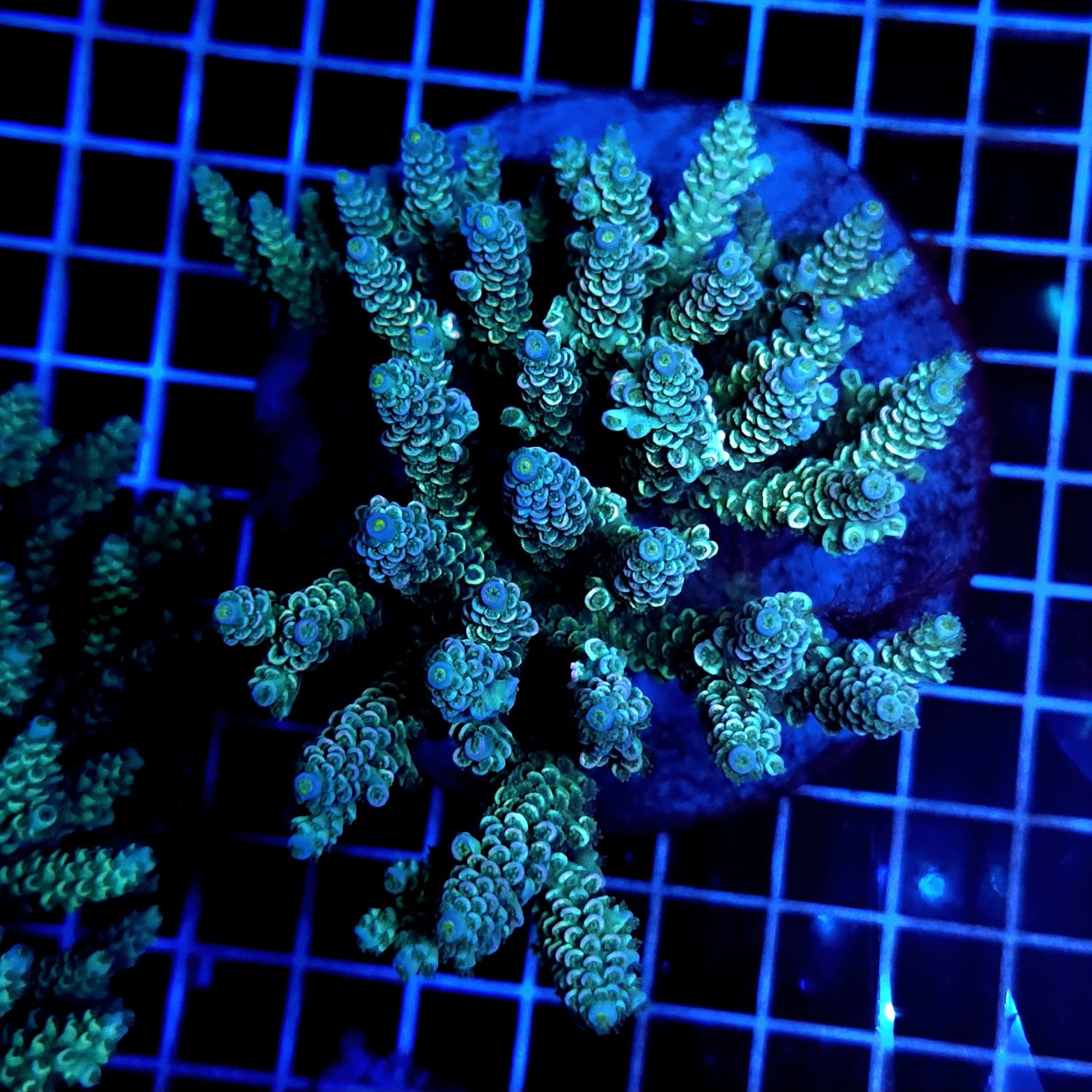 CC487 - Acropora