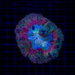 H-7502 - Trachyphyllia