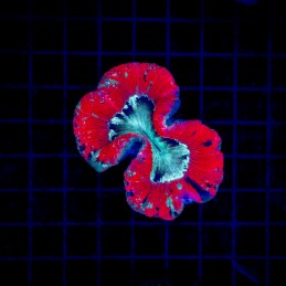 H-7504 - Trachyphyllia
