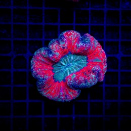 H-7506 - Trachyphyllia