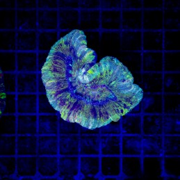 H-7507 - Trachyphyllia