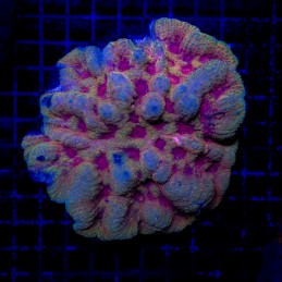 H-8954 - Symphyllia