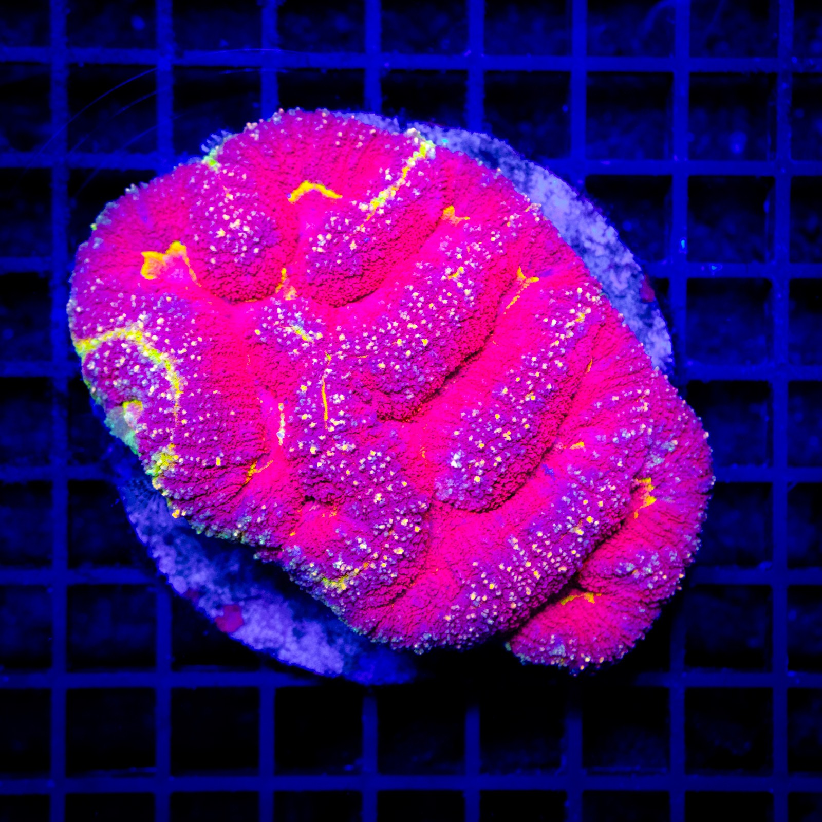 H-8956 - Symphyllia